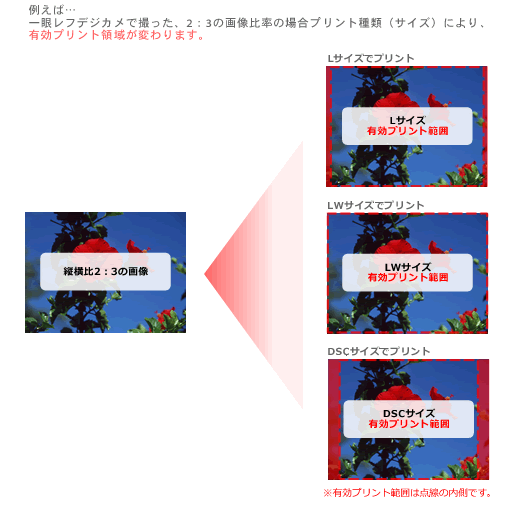 DSCサイズ、Lサイズ、LWサイズ